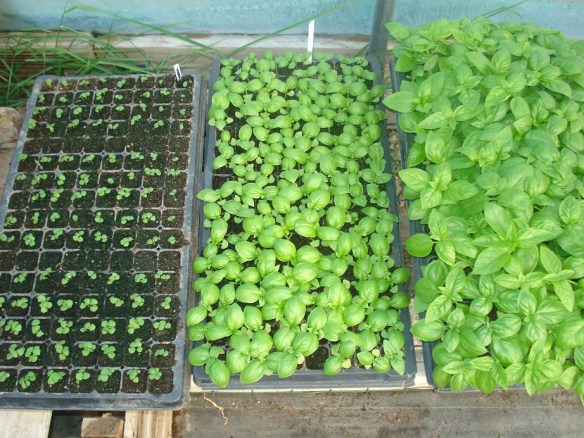 Basil in three stages. 