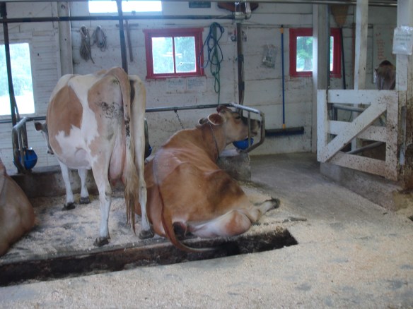 These ladies provide us with the best milk in town.