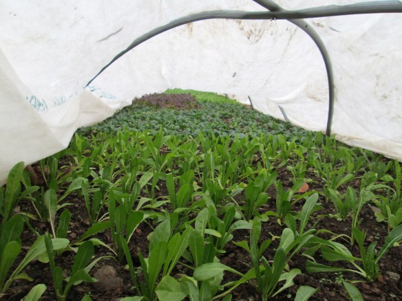 What remains of our mesclun is living under row cover in one of the high tunnels.