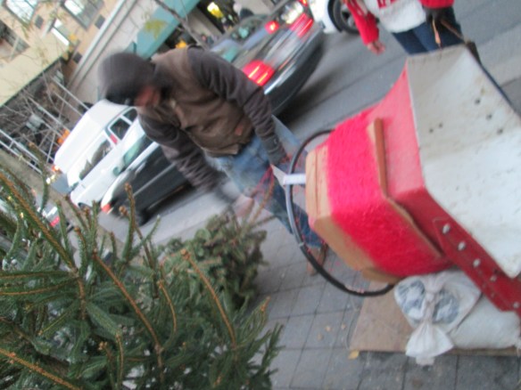 Bailing the first Christmas tree sold of the season.