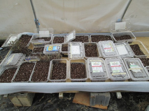 My little babies. all waiting to be tucked in to bed.