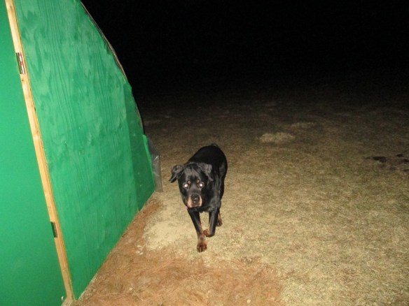 Because you demanded it: More pictures of the awesome Strider. Oh, finished painting the greenhouse, too.