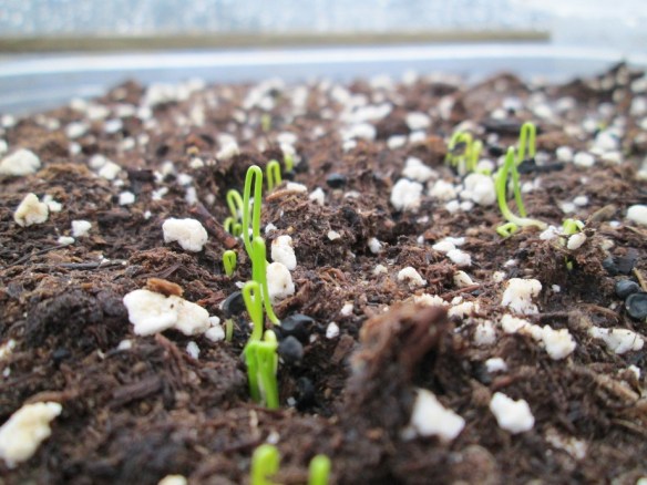 They live! They live! The cutest little onion seedlings you ever did see.