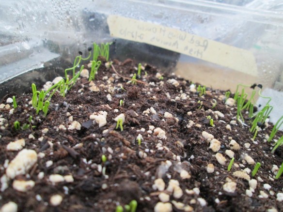 So many onions. Get ready to cook.