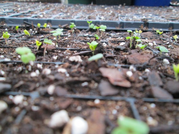 These wee baby brassicas say "Good morning, world!"