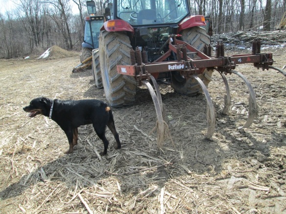 Back by popular demand - more Strider pictures! He is wondering how the mechanics of a chisel plow work.