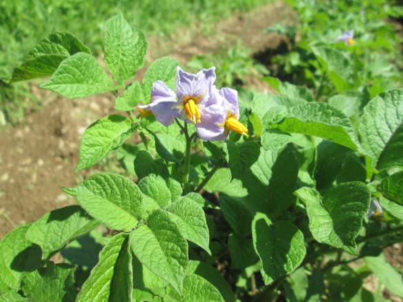 Blue potato flowers - not to be confused with red potato flowers