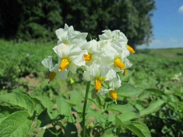 Carola potatoes! White flowers.