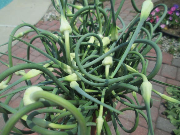 Scapes!