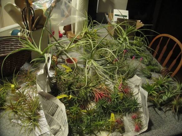 air plants