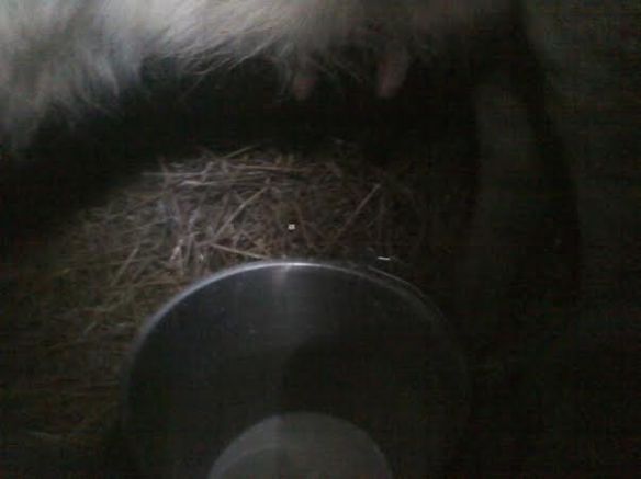 Hand milking into a bucket, like a boss. 