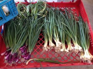 spring onions