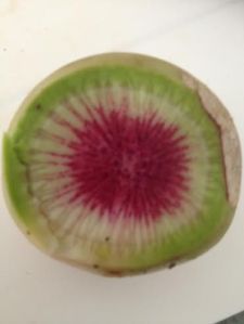 watermelon radish 1