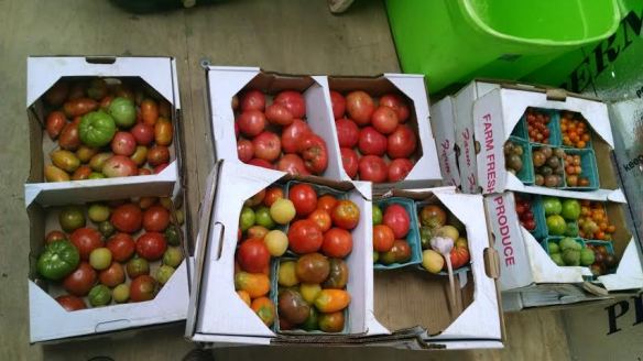 The brief season of crazy tomatoes