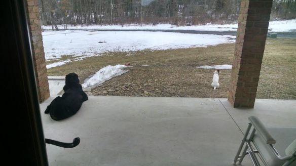 The pups view their kingdom and wait for the snow to melt.