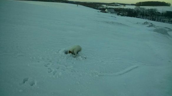 Arya, meanwhile, wants to live in the Arctic tundra and dig for smelly things forever.