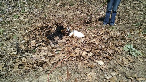 puppies in the leaves