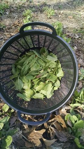 Sorrel picking