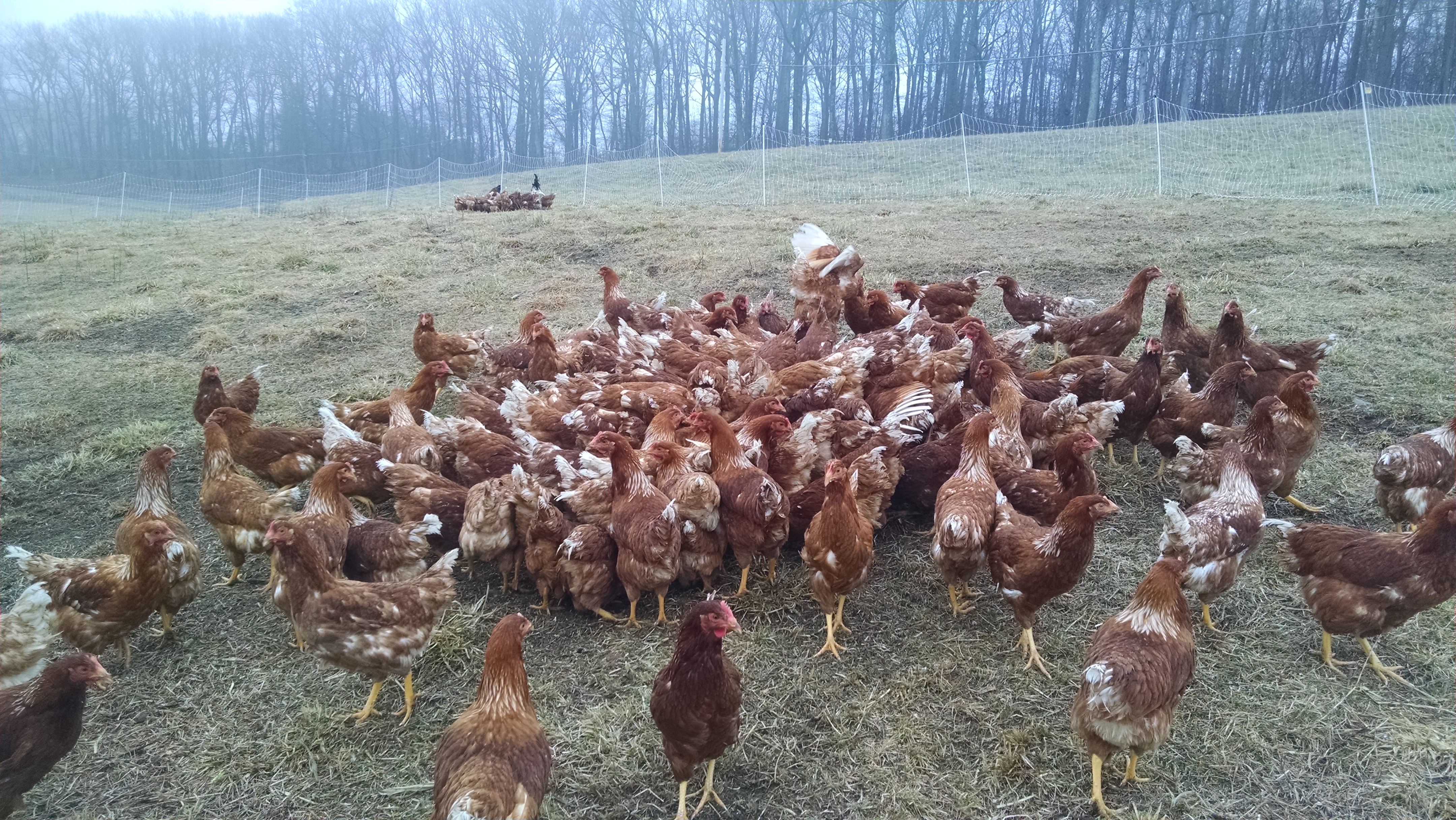 IMG_20160327_090405409