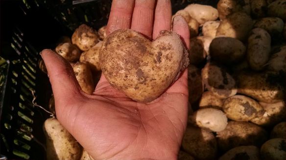 potatoheart