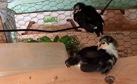 IMG_20180327_160851706