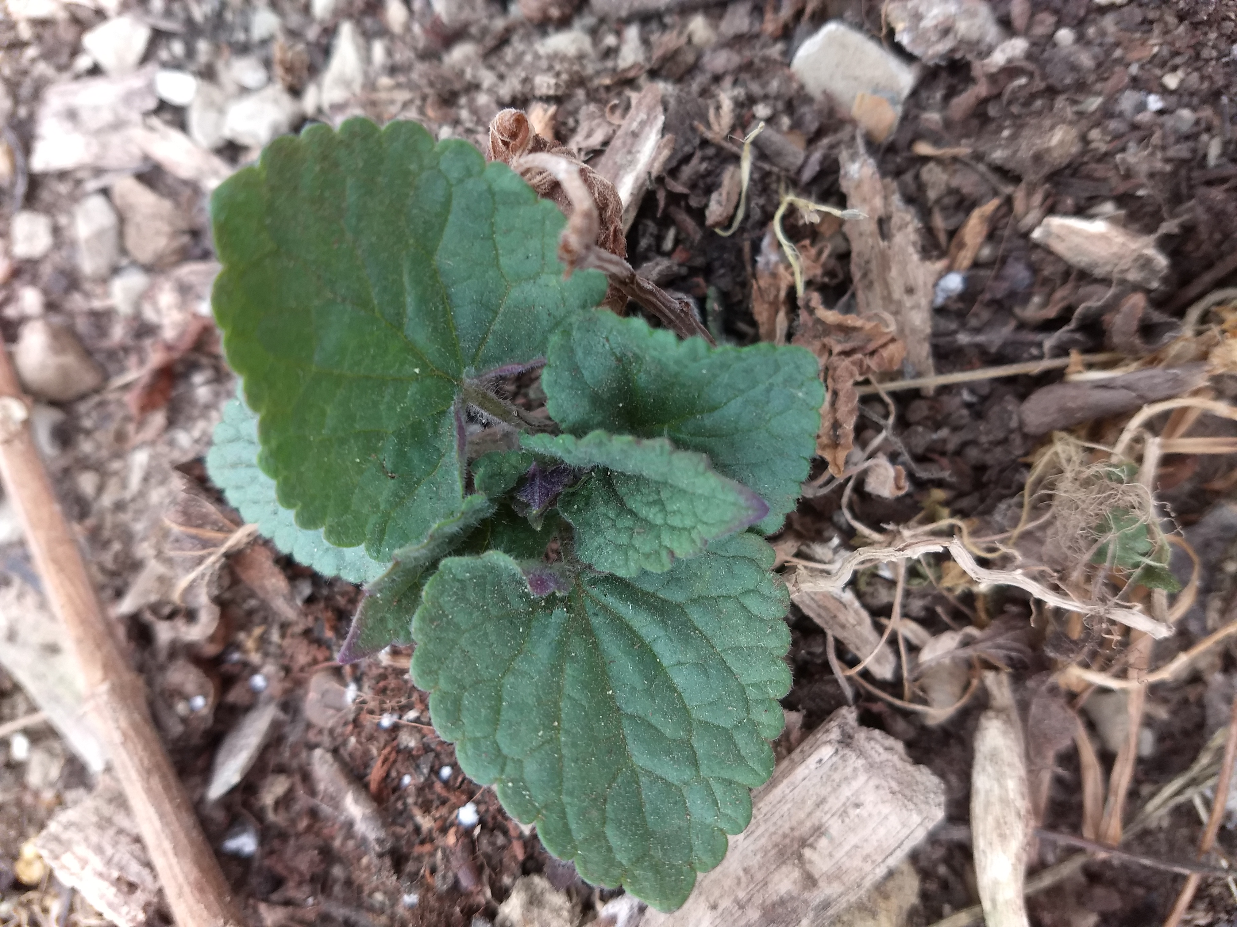 IMG_20180328_165145018